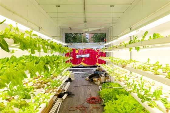 Agricultura hidropónica Casas prefabricadas de contenedores de acero ligero Casa modular